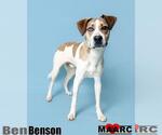Small #1 Labrador Retriever Mix