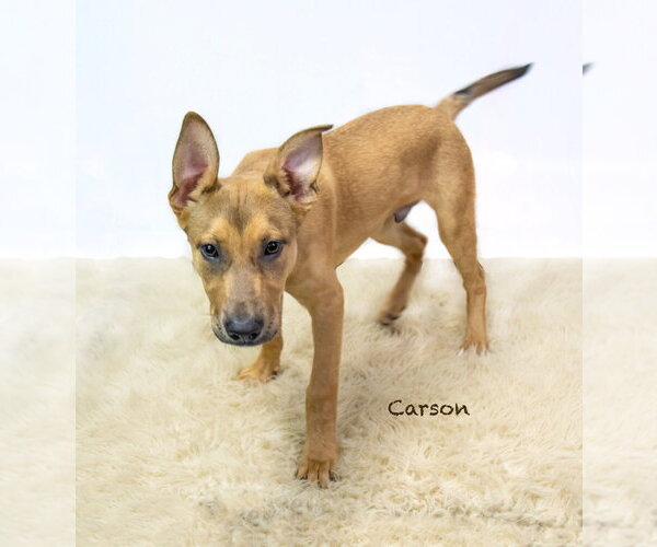 Medium Photo #2 Mutt Puppy For Sale in Hot Springs Village, AR, USA