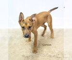 Small #1 Mutt