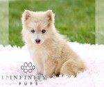 Small #2 Pomsky