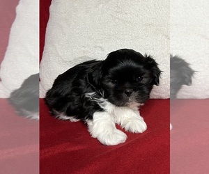 Shih Tzu Puppy for sale in YREKA, CA, USA