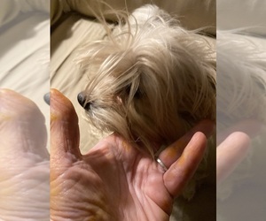 Mother of the Yorkshire Terrier puppies born on 11/12/2022