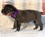 Small Photo #13 Cane Corso Puppy For Sale in HESPERIA, CA, USA