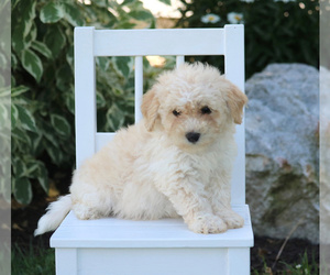Poochon Puppy for sale in MORGANTOWN, PA, USA