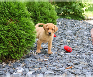 Labrador Retriever Puppy for sale in SYRACUSE, IN, USA