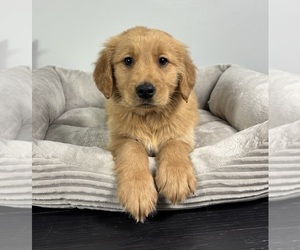 Golden Retriever Puppy for sale in FRANKLIN, IN, USA