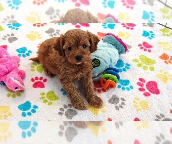 Medium Photo #7 Cavapoo (Miniature)-Poodle (Toy) Mix Puppy For Sale in ORO VALLEY, AZ, USA