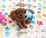 Small #6 Cavapoo (Miniature)-Poodle (Toy) Mix