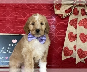 Goldendoodle Puppy for sale in LANCASTER, PA, USA