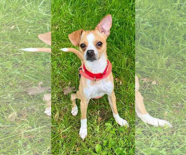 Medium Photo #5 Chihuahua Puppy For Sale in Cranford, NJ, USA