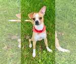 Small #4 Chihuahua