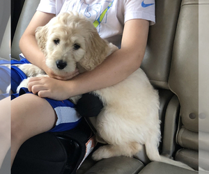 Goldendoodle Puppy for sale in SPARTANBURG, SC, USA