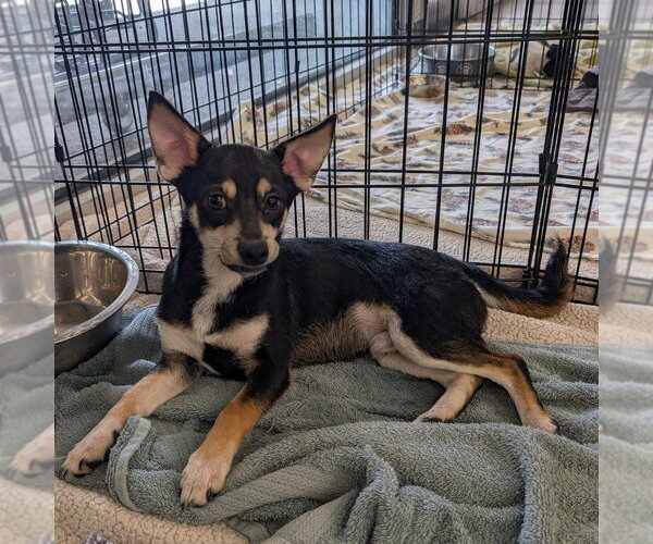Medium Photo #1 Chihuahua-Unknown Mix Puppy For Sale in Chico, CA, USA