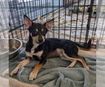 Small Chihuahua Mix
