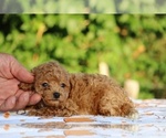 Small #30 Poodle (Toy)