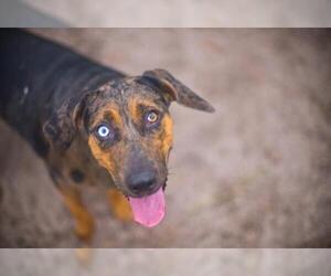 Catahoula Leopard Dog Dogs for adoption in Gainesville, FL, USA