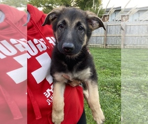 German Shepherd Dog Puppy for sale in BEECH GROVE, IN, USA