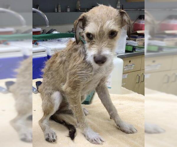 Medium Photo #1 Mutt Puppy For Sale in Riverside, CA, USA