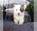 Small Photo #1 Pembroke Welsh Corgi Puppy For Sale in NORWOOD, MO, USA
