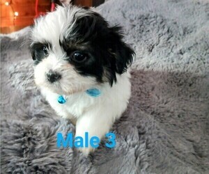 Mal-Shi Puppy for sale in WOBURN, MA, USA