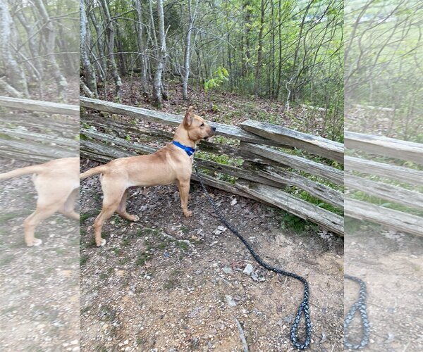 Medium Photo #15 Mutt Puppy For Sale in Columbus, IN, USA