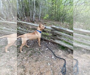 Archibald - Male Mutt Dog for Adoption - Photo #15