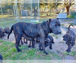 Mother of the Presa Canario puppies born on 12/18/2023