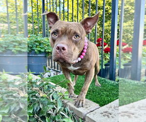 Gryffin - Female American Pit Bull Terrier-Unknown Mix Dog for Adoption - Photo #11
