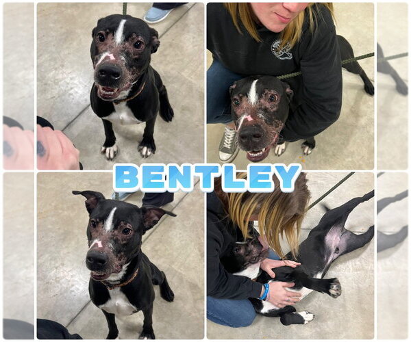 Medium Photo #1 American Staffordshire Terrier-Labrador Retriever Mix Puppy For Sale in Pierceton , IN, USA