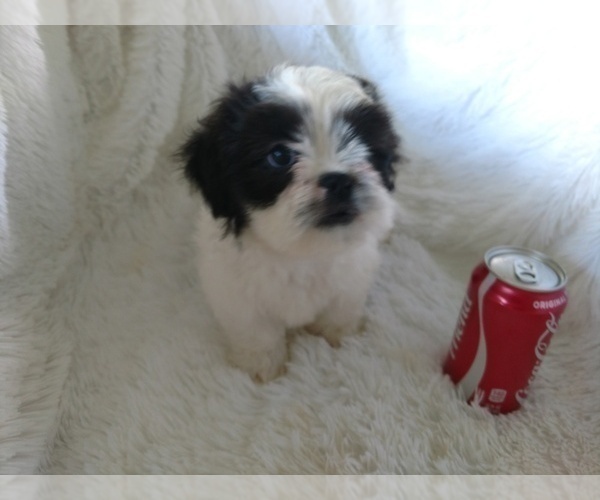 Medium Photo #1 Shih Tzu Puppy For Sale in DOUGLAS, GA, USA