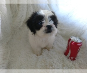 Shih Tzu Puppy for sale in DOUGLAS, GA, USA