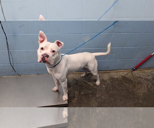 Medium Photo #2 Mutt Puppy For Sale in Evansville, IN, USA