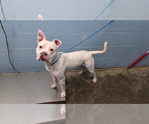 Pearl - Female Mutt Dog for Adoption - Photo #2