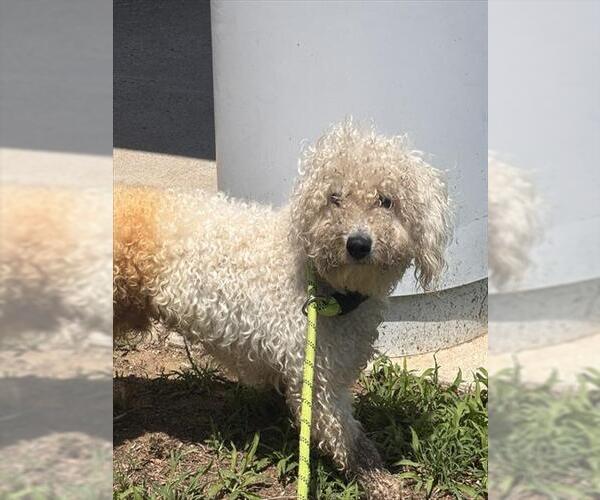 Medium Photo #1 Poodle (Miniature)-Unknown Mix Puppy For Sale in Forestville, MD, USA