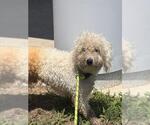 Small Poodle (Miniature) Mix
