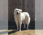 Small #3 Great Pyrenees