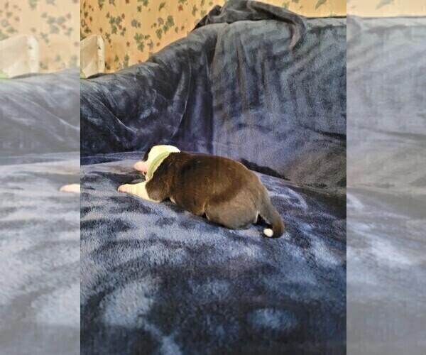 Medium Photo #4 Olde English Bulldogge Puppy For Sale in HAMLER, OH, USA