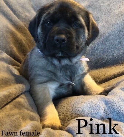 Medium Photo #1 Mastiff Puppy For Sale in MANSFIELD, OH, USA
