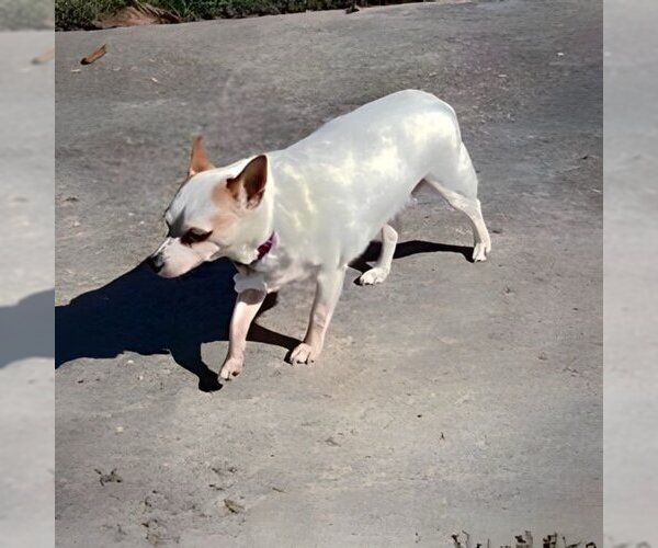 Medium Photo #10 Rat Terrier-Unknown Mix Puppy For Sale in Atlanta, GA, USA