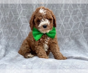 Cavapoo Puppy for sale in LAKELAND, FL, USA