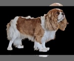 Small Photo #1 Cavalier King Charles Spaniel Puppy For Sale in ABILENE, TX, USA