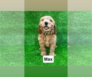 Goldendoodle (Miniature) Puppy for sale in CHULA VISTA, CA, USA