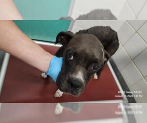 Boxer-Unknown Mix Dogs for adoption in San Antonio, TX, USA