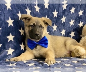 Australian Shepherd-German Shepherd Dog Mix Puppy for sale in LANCASTER, PA, USA