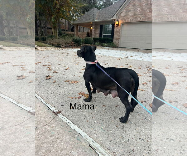 Medium Photo #13 American Pit Bull Terrier-Basset Hound Mix Puppy For Sale in The Woodlands, TX, USA