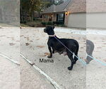 Small #12 American Pit Bull Terrier-Basset Hound Mix