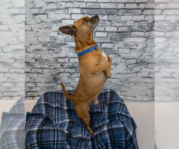 Medium Photo #4 Mutt Puppy For Sale in Kennesaw, GA, USA