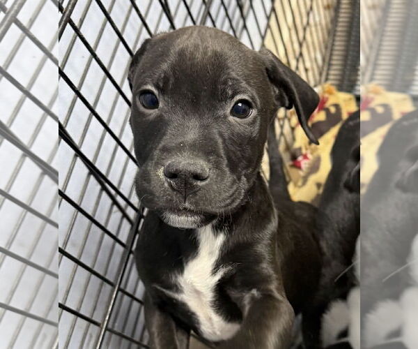 Medium Photo #3 American Boston Bull Terrier Puppy For Sale in GILBERTS, IL, USA