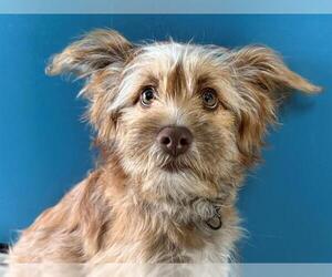 Australian Terrier-Unknown Mix Dogs for adoption in San Clemente, CA, USA