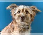 Small Australian Terrier Mix
